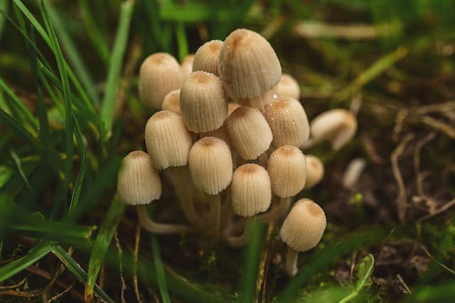 green mushrooms